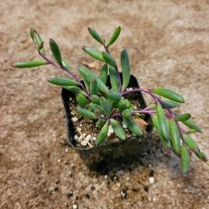 3 inch green and purple Othonna Ruby Necklace